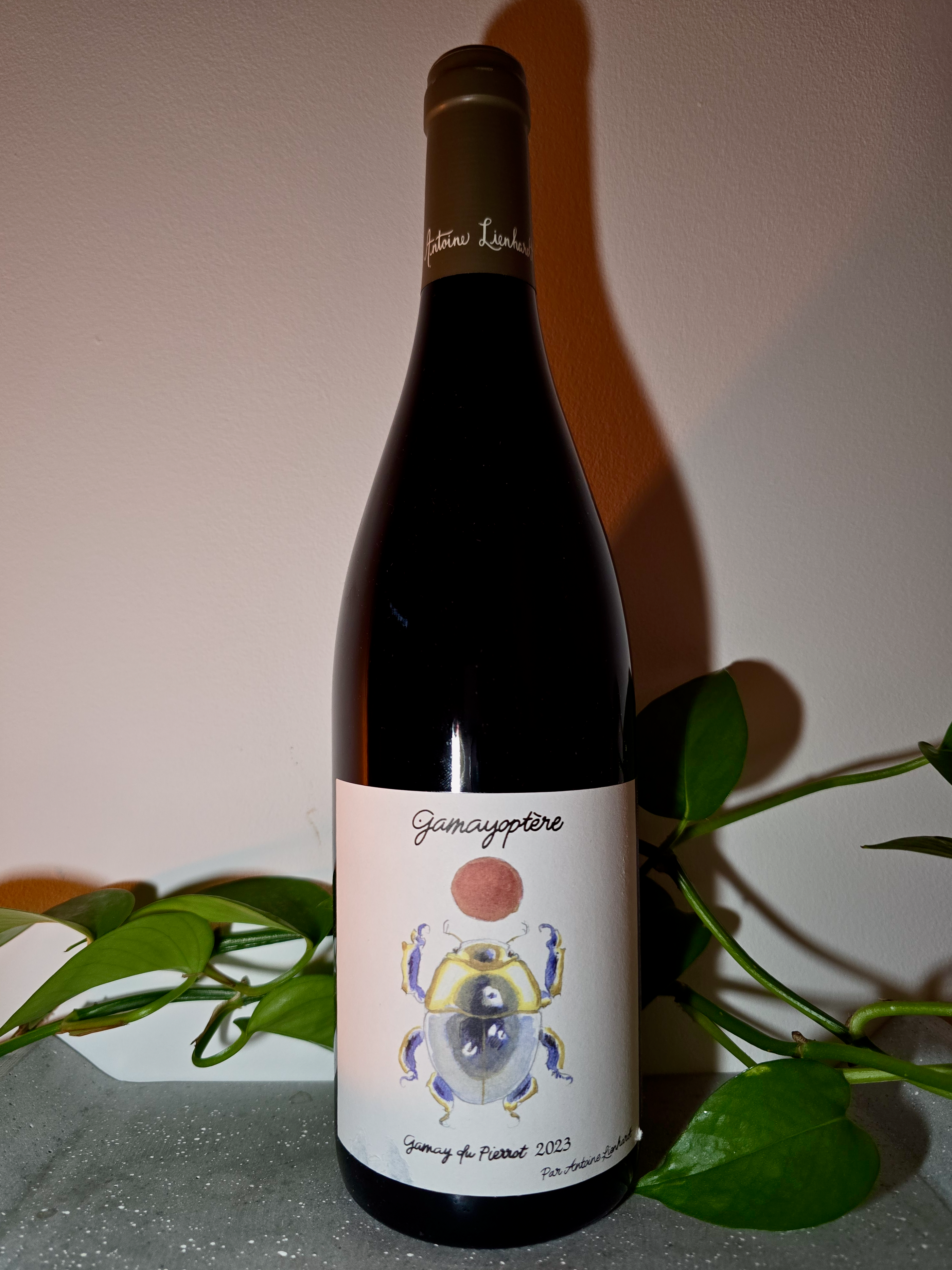 Antoine Lienhardt Gamayoptère 'Gamay du Pierrot' – Prost Wines